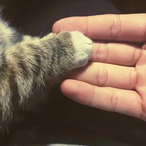 大鸡巴肏屄乱伦小黄片
